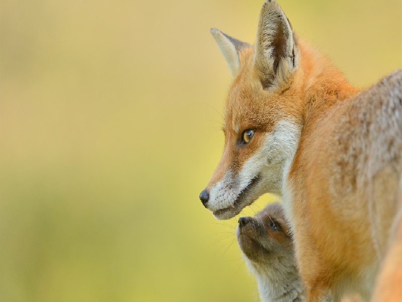 试管前熬夜抽烟,试管移植多久可以验